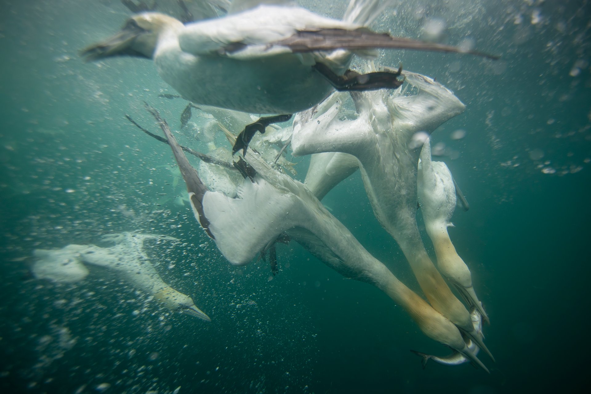 Gannet underwater